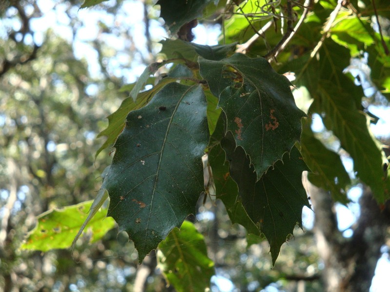 Quercus furfuracea photo 7