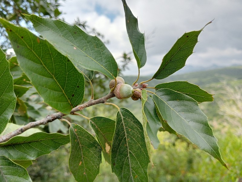 Quercus furfuracea photo 8