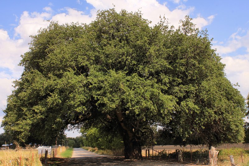 Texas Live Oak