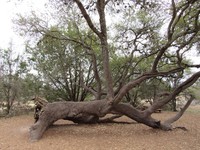 Texas Live Oak