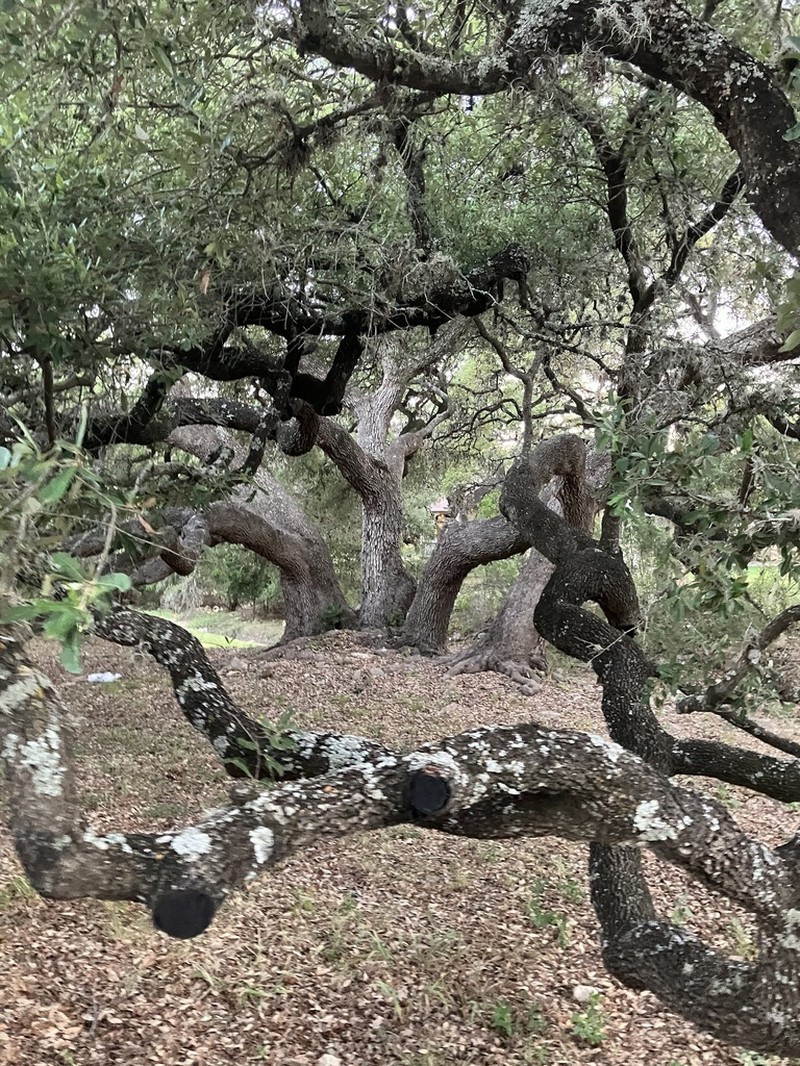 Texas Live Oak photo 2