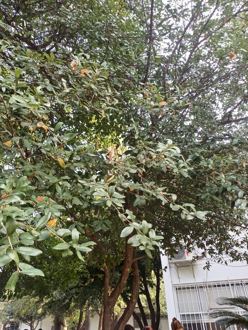 Texas Live Oak photo 3