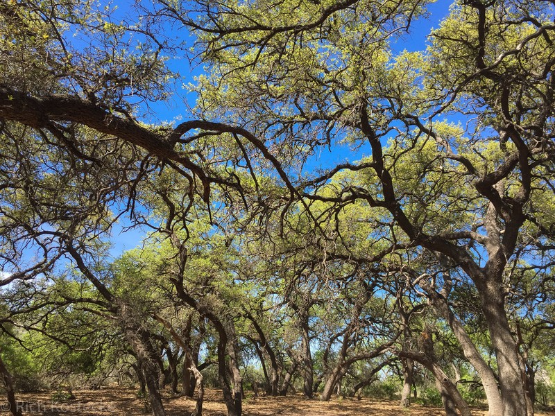 Texas Live Oak photo 4