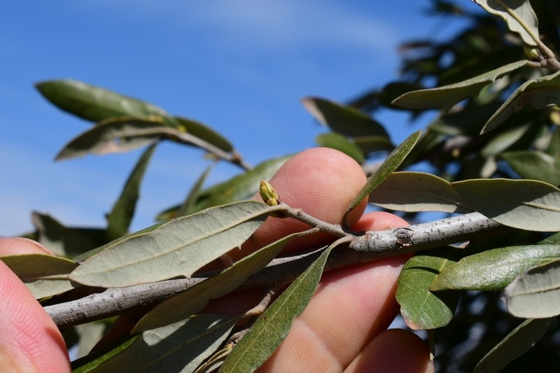 Texas Live Oak photo 5