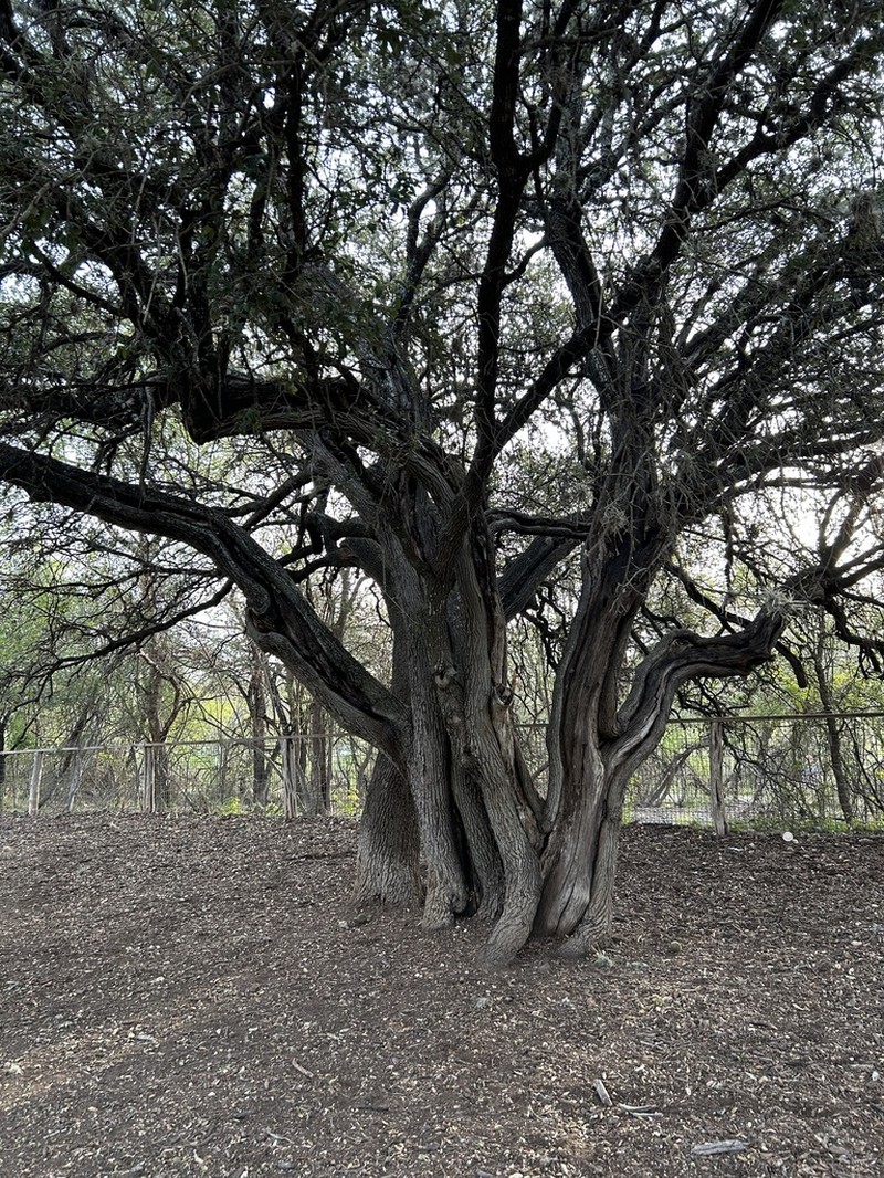 Texas Live Oak photo 6