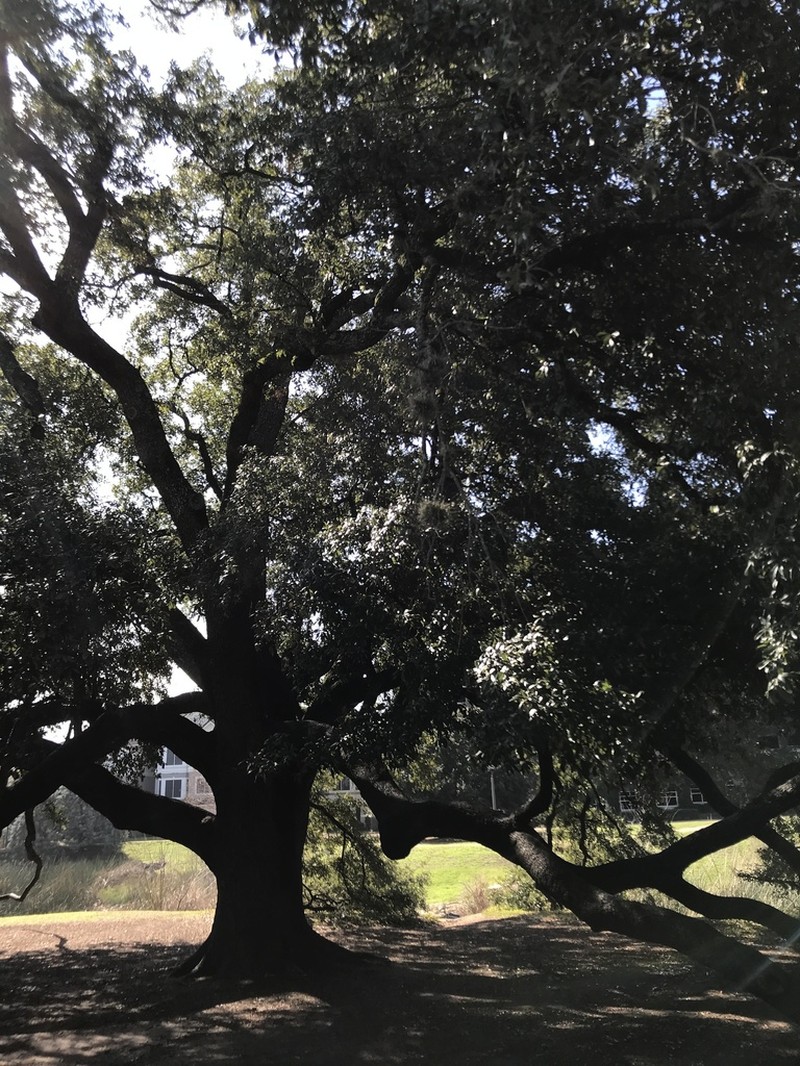 Texas Live Oak photo 7