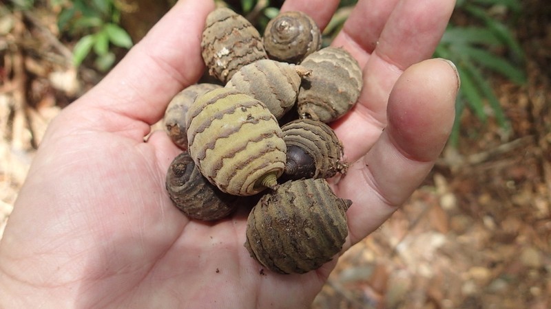 Quercus gaharuensis