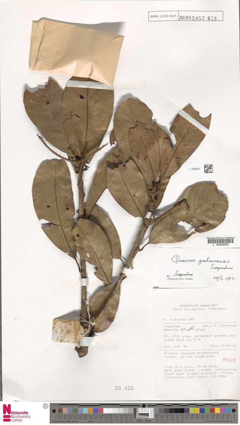 Quercus gaharuensis photo 3