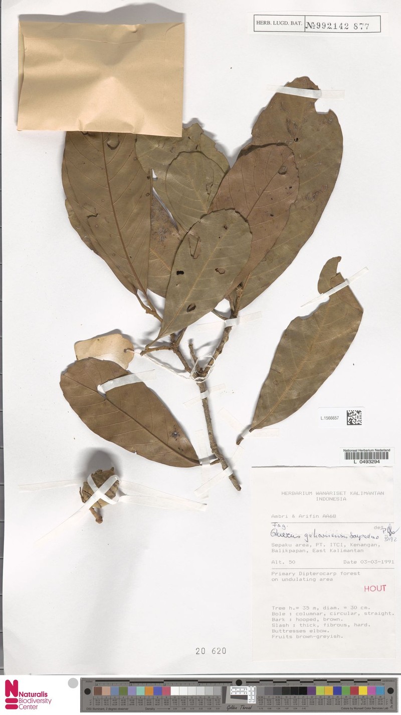 Quercus gaharuensis photo 4
