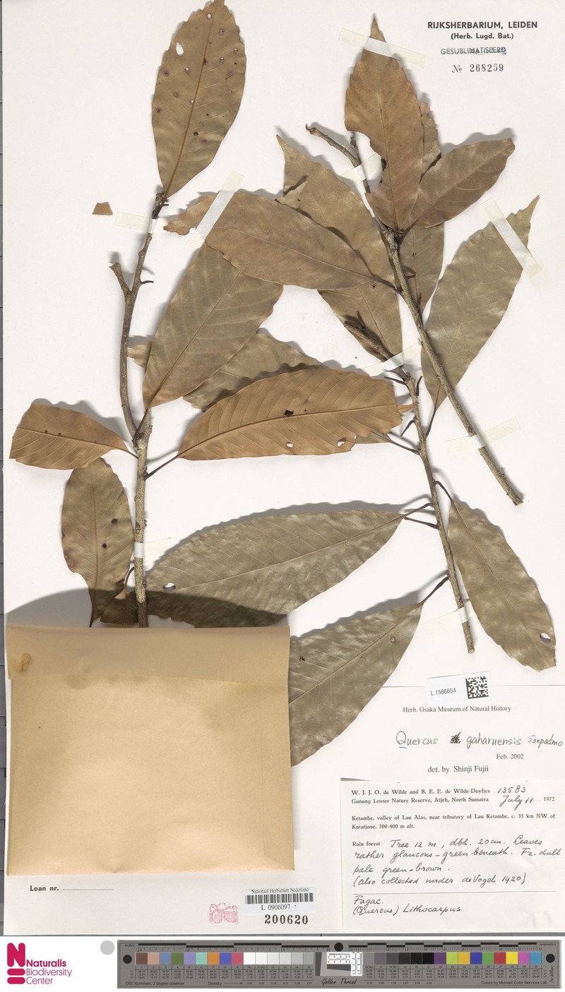 Quercus gaharuensis photo 5
