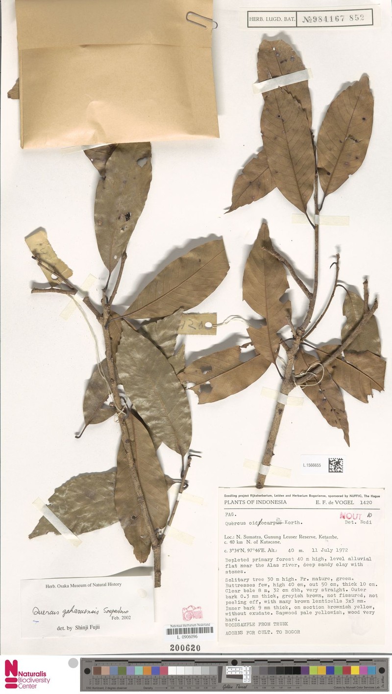Quercus gaharuensis photo 6