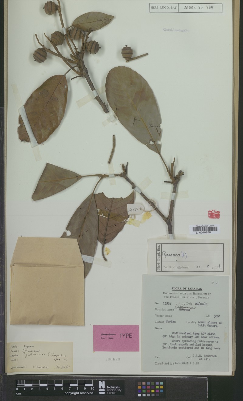 Quercus gaharuensis photo 7