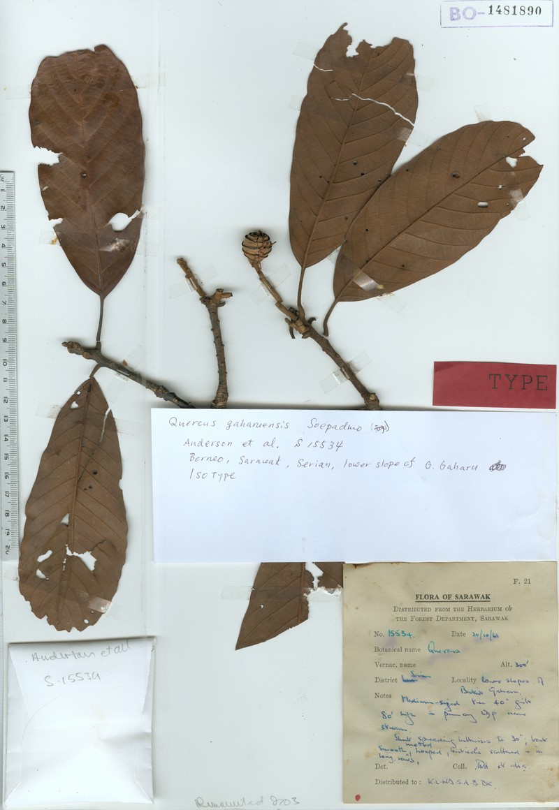 Quercus gaharuensis photo 8