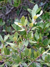 Quercus galeanensis