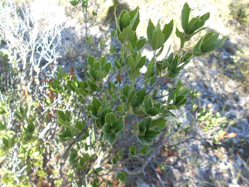 Quercus galeanensis photo 2