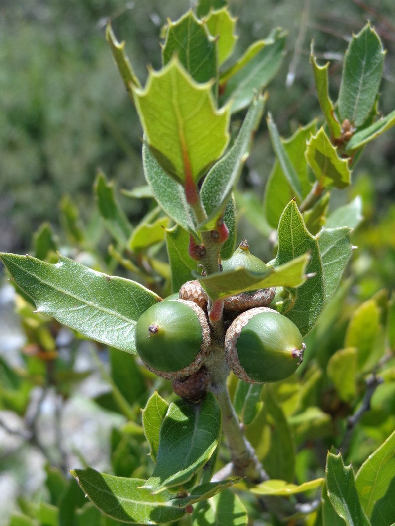 Quercus galeanensis photo 3
