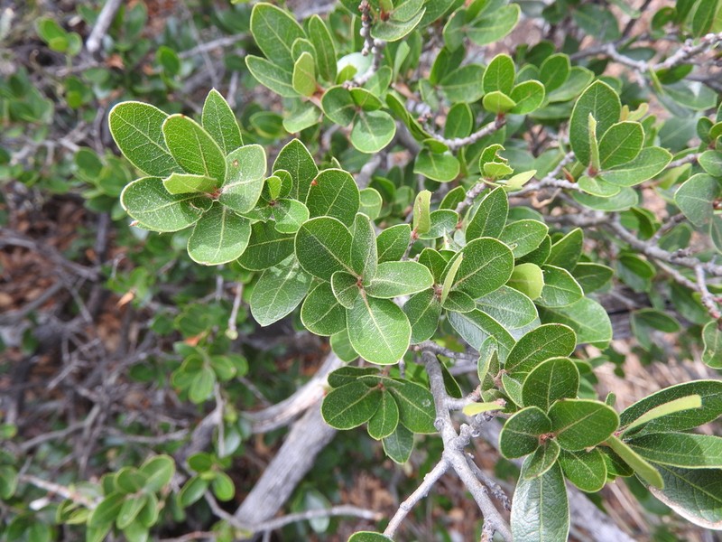 Quercus galeanensis photo 4