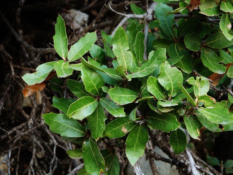 Quercus galeanensis photo 5
