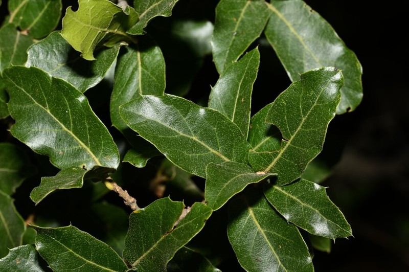 Quercus galeanensis photo 6