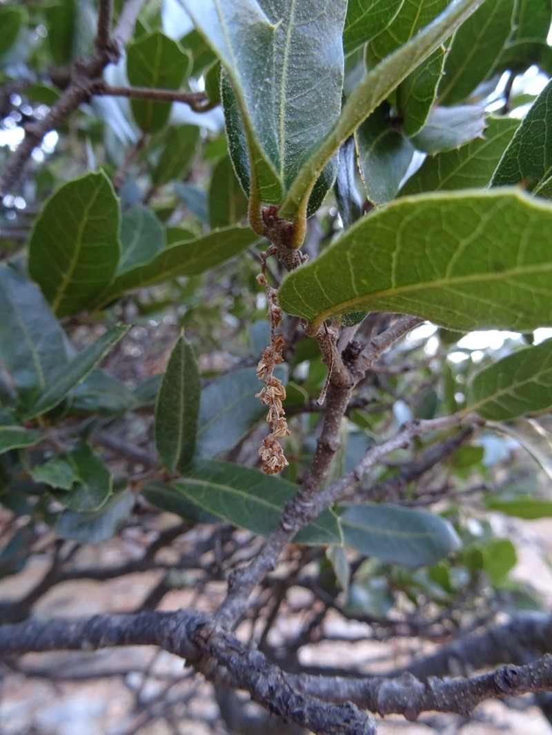 Quercus galeanensis photo 7