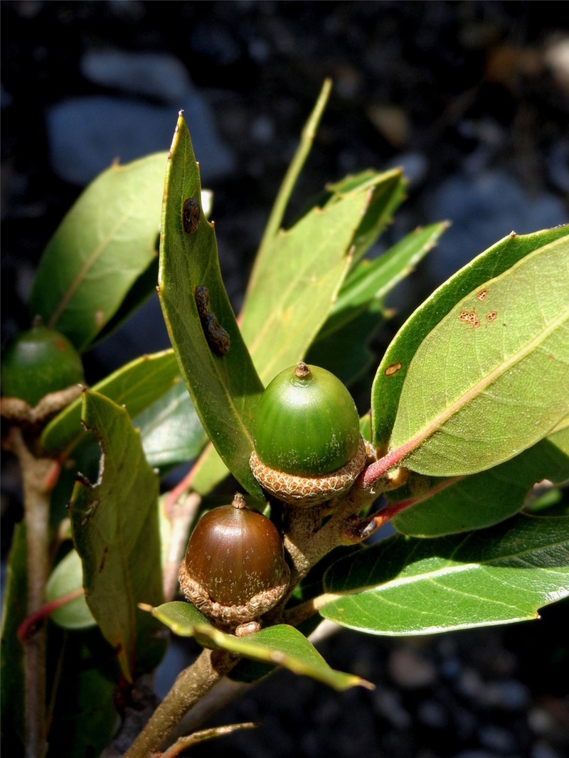 Quercus galeanensis photo 8