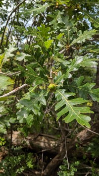 Gambel Oak