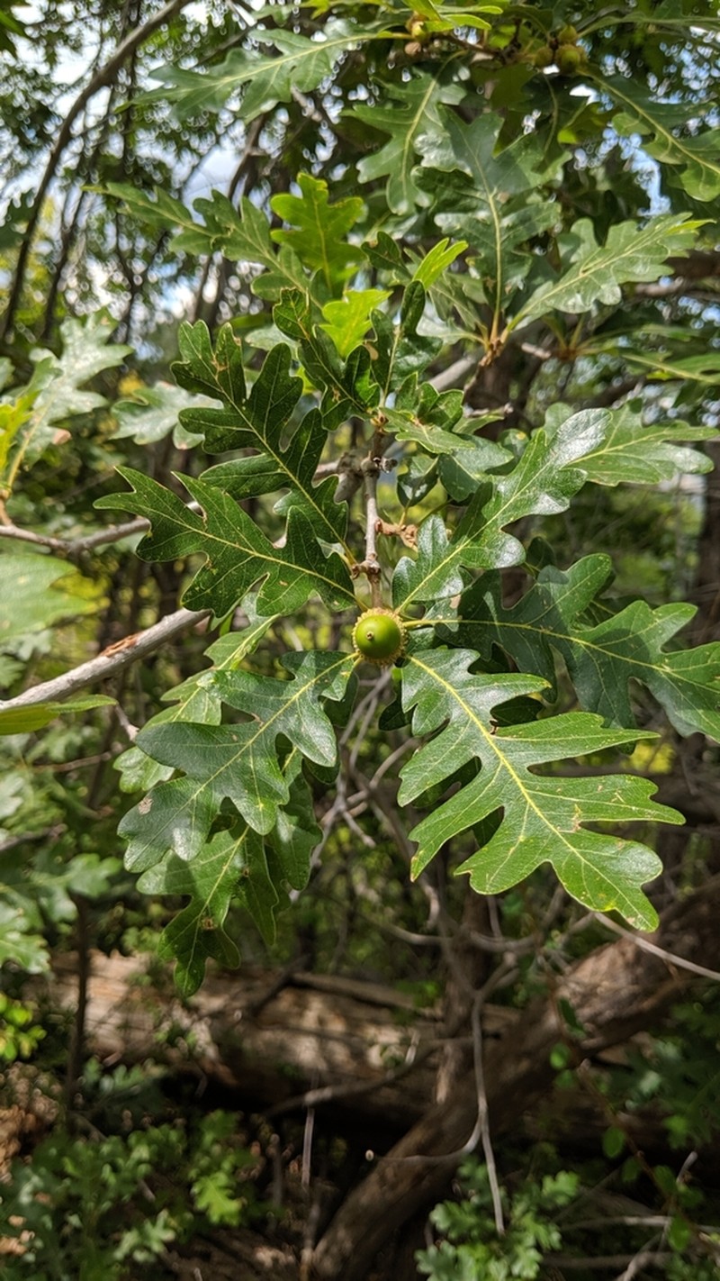 Gambel Oak