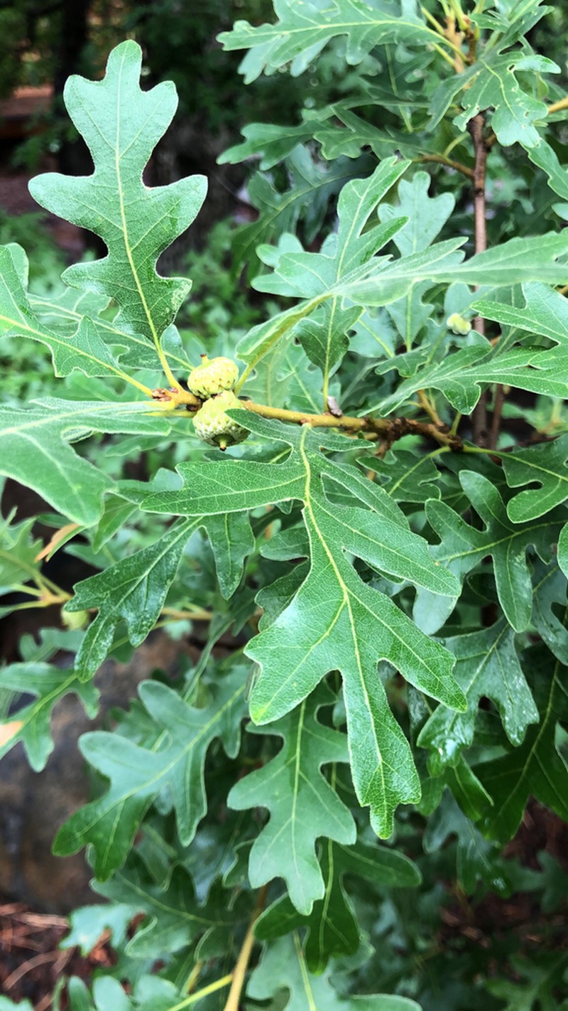 Gambel Oak photo 3