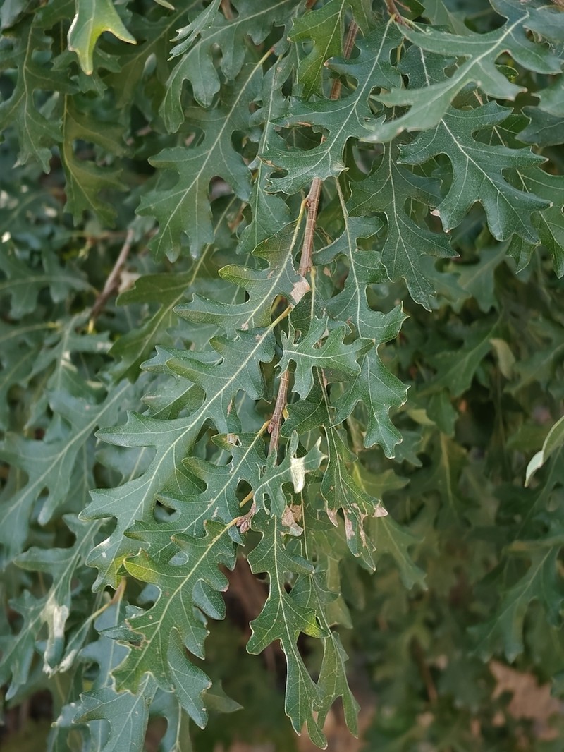 Gambel Oak photo 4