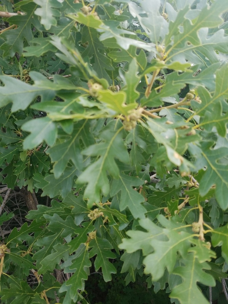 Gambel Oak photo 5