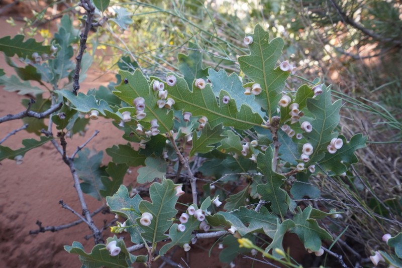 Gambel Oak photo 6