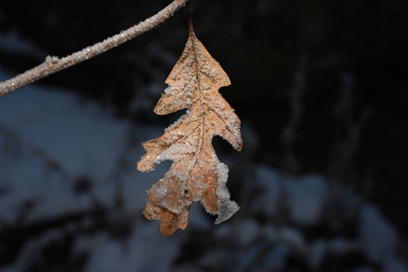 Gambel Oak photo 8