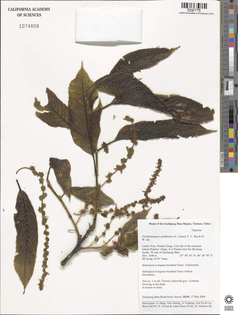 Quercus gambleana