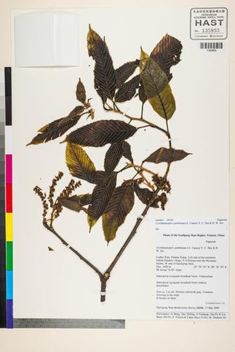 Quercus gambleana photo 2