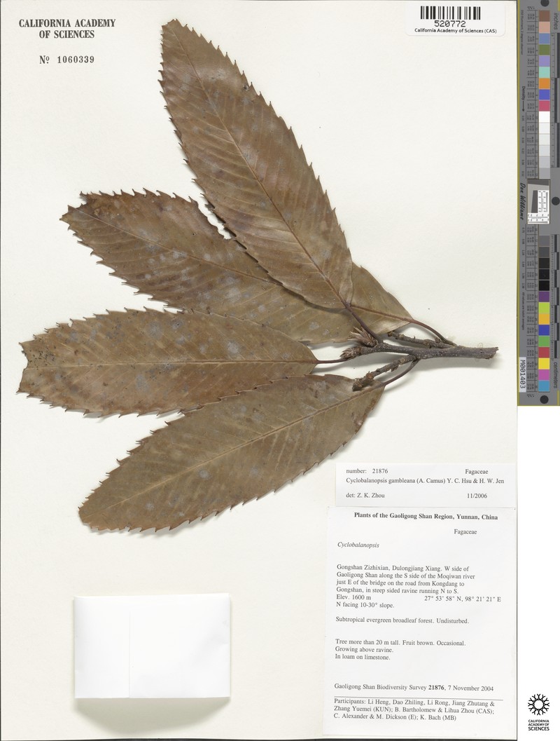 Quercus gambleana photo 3