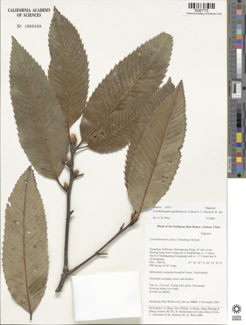 Quercus gambleana photo 4