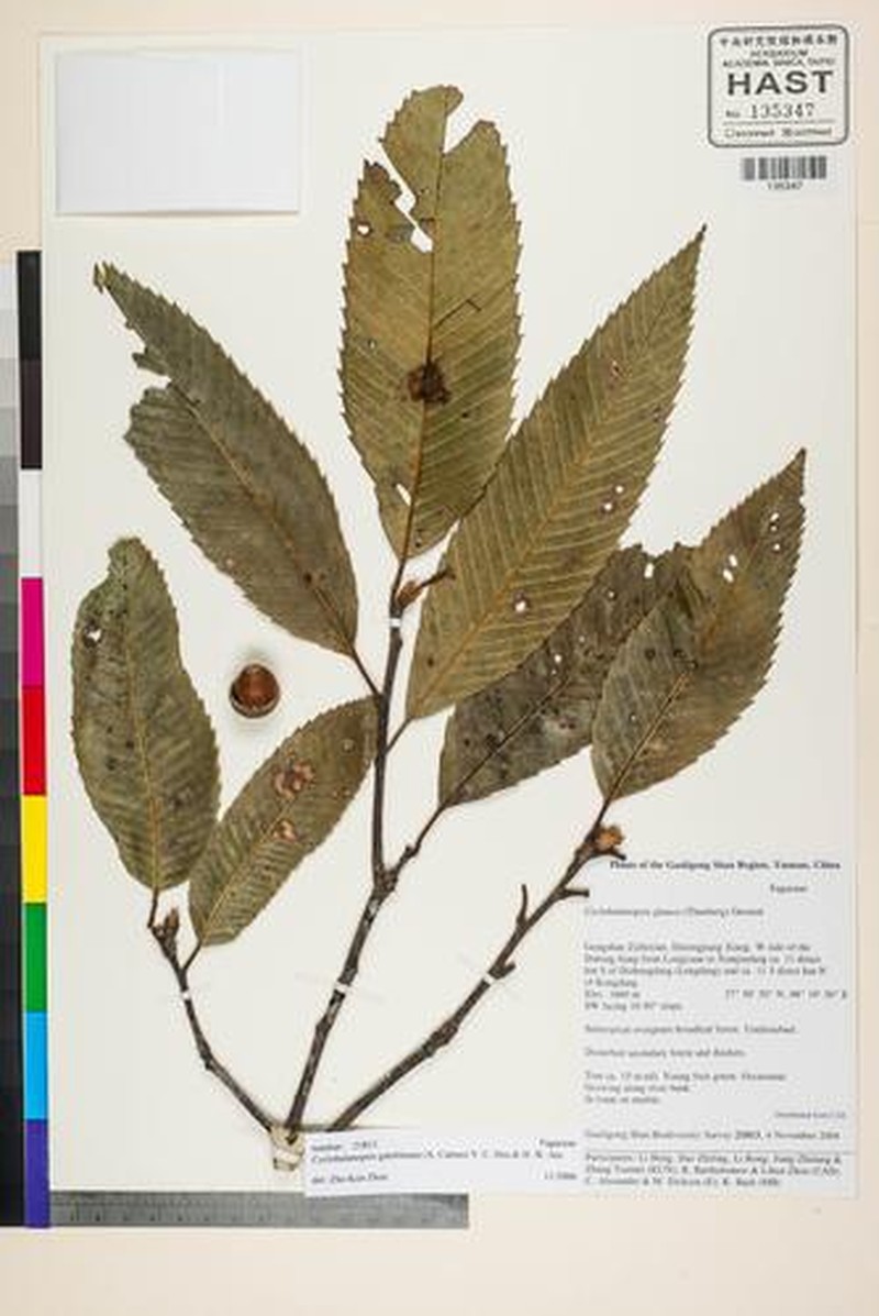 Quercus gambleana photo 5