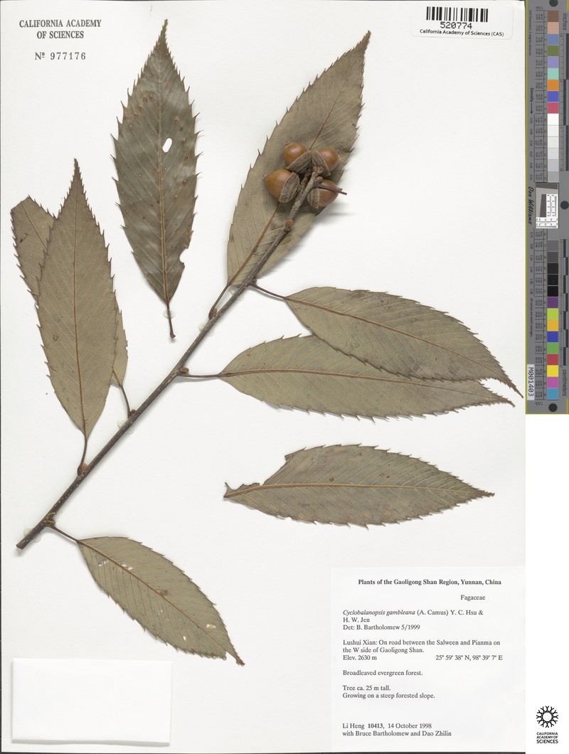 Quercus gambleana photo 6