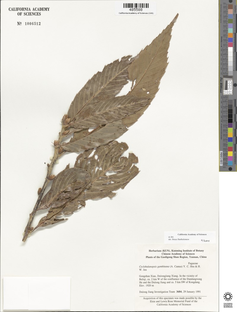 Quercus gambleana photo 7