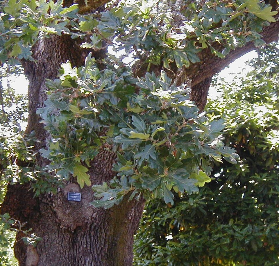 Oregon White Oak photo 6