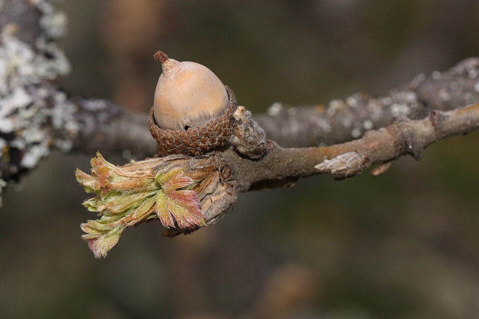 Oregon White Oak photo 7