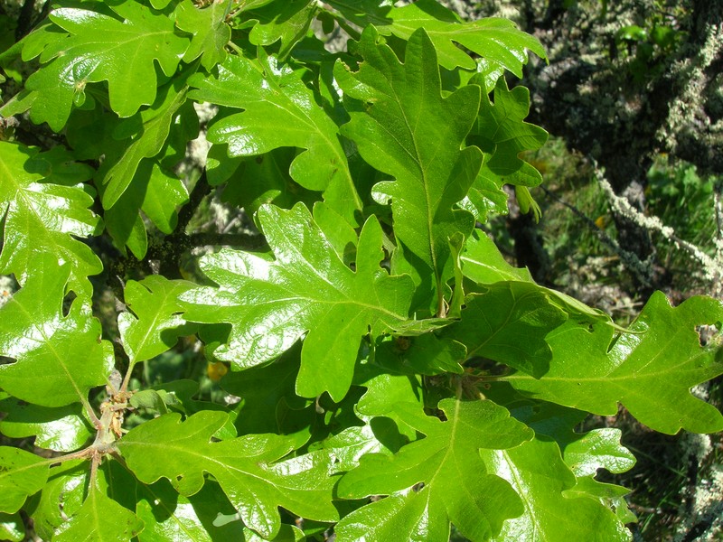 Oregon White Oak photo 2