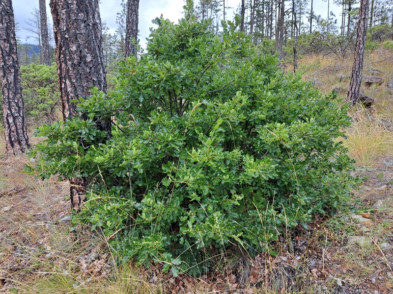 Oregon White Oak photo 2