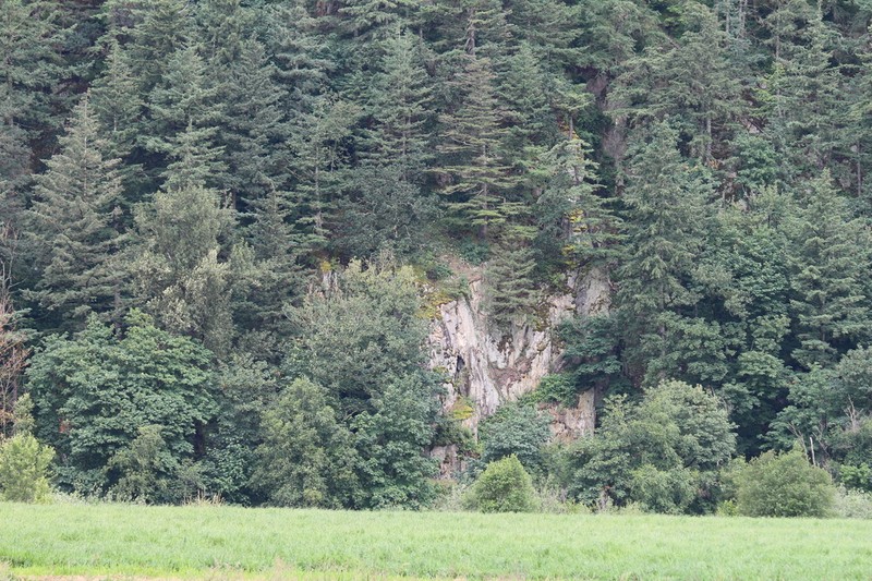 Oregon White Oak photo 6