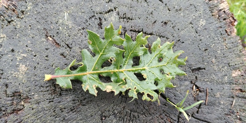 Oregon White Oak photo 7