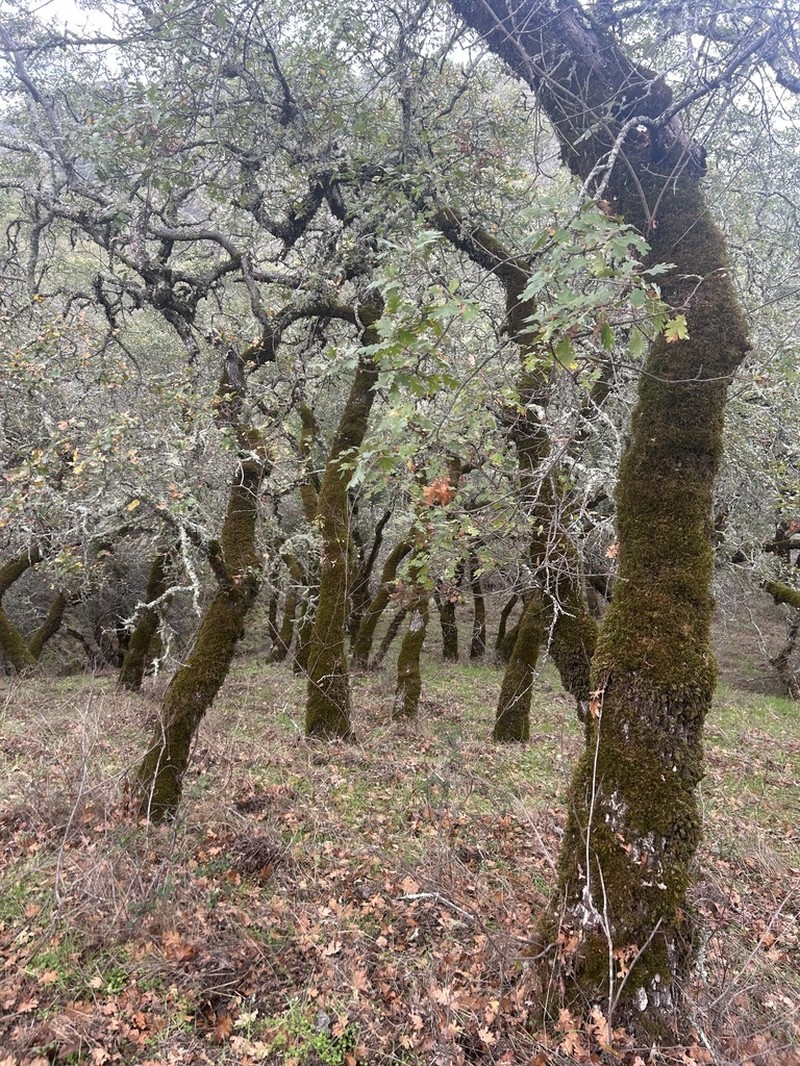 Oregon White Oak photo 8