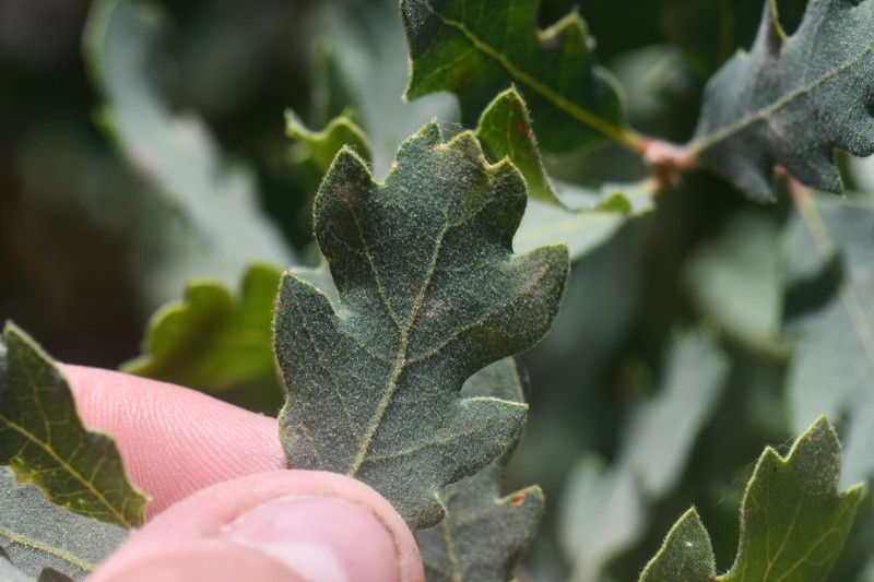 Quercus garryana var. fruticosa