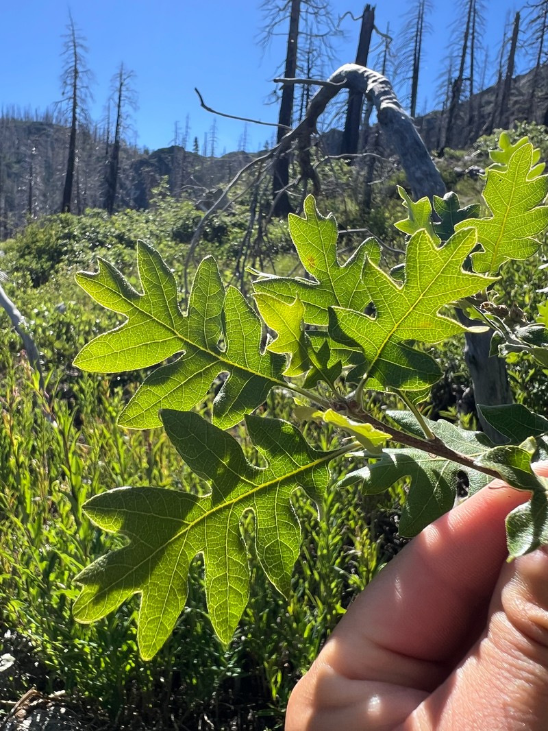 Quercus garryana var. fruticosa photo 2