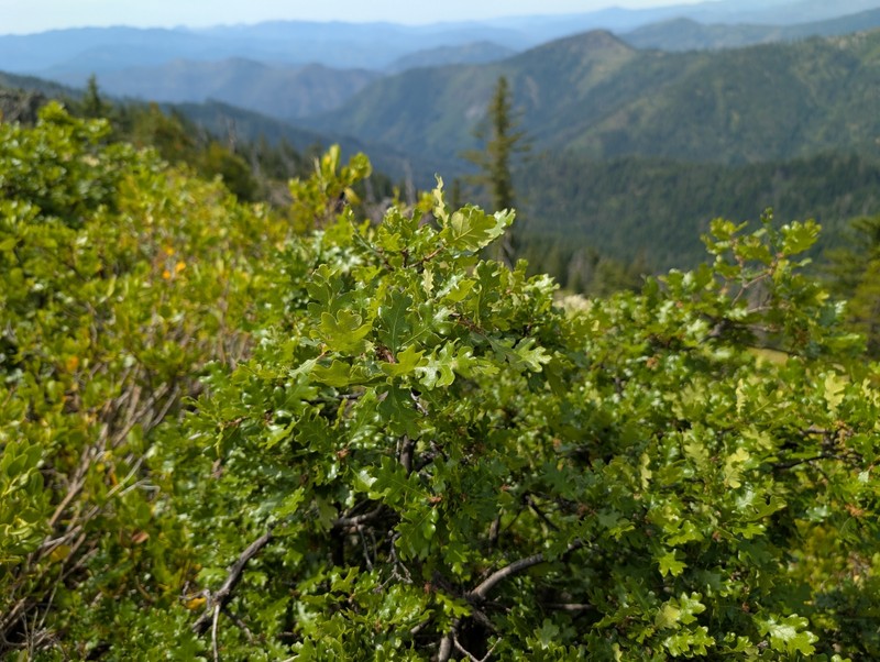 Quercus garryana var. fruticosa photo 3