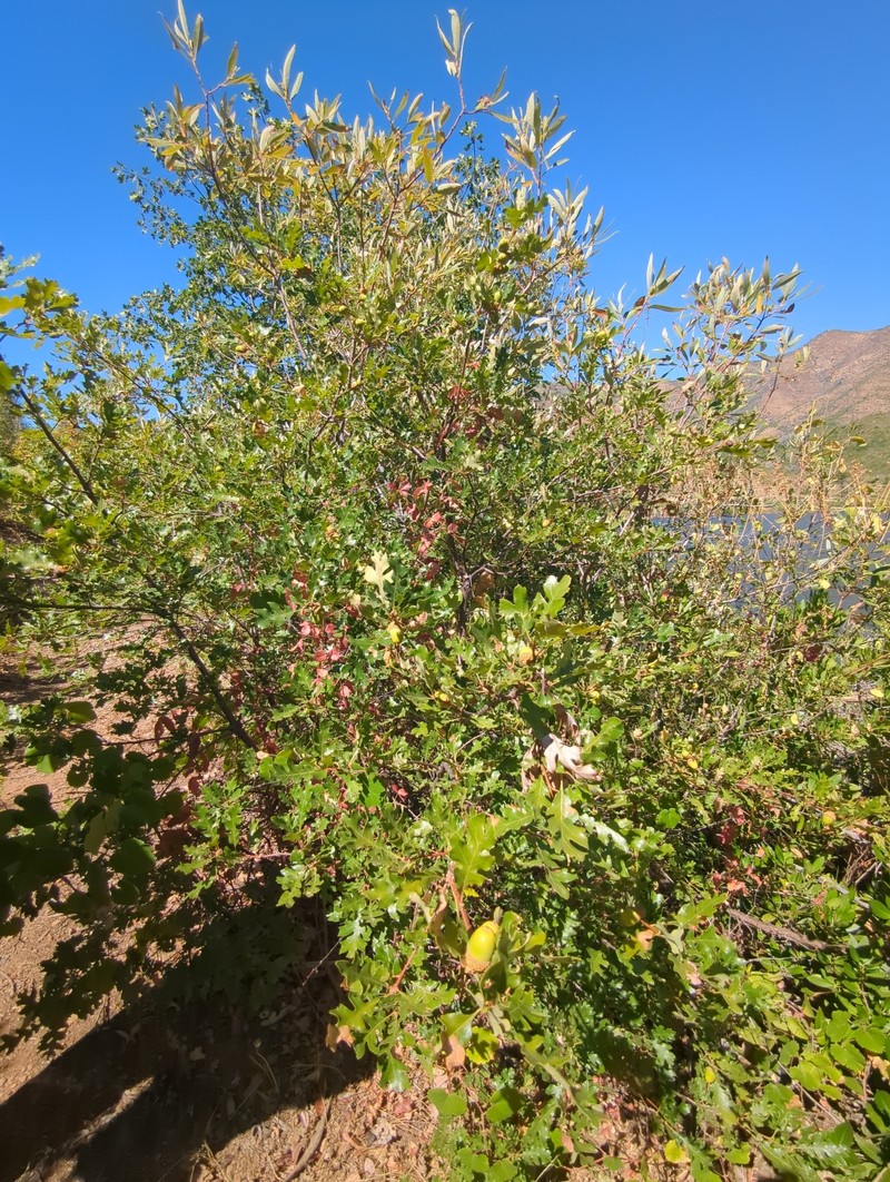 Quercus garryana var. fruticosa photo 4